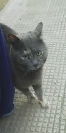 Raviolina randagia in cerca di coccole costanti Foto 2